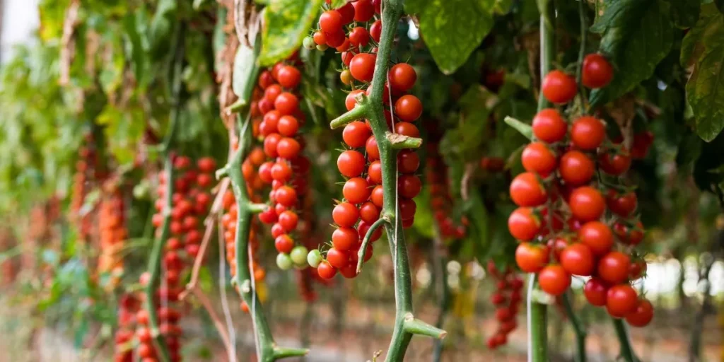 What Are the Best Fruits and Vegetables to Grow Indoors?