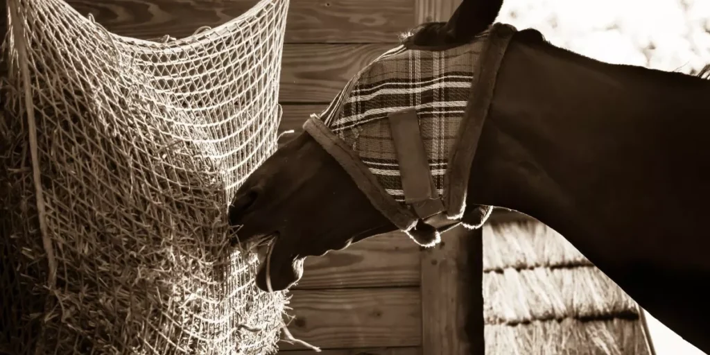 What Are the Most Effective Fly Control Solutions for Horses?