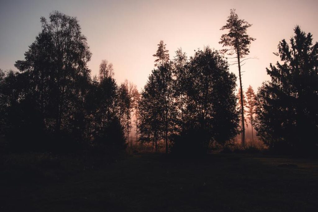 How Do You Choose the Best Camping Destinations for Wildlife Viewing?